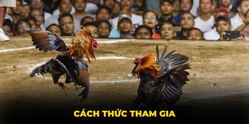 Đá gà Thomo - hướng dẫn tham gia